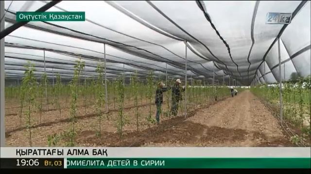 Оңтүстік Қазақстан облысында тағы бір интенсивті алма бағы егілді смотреть онлайн