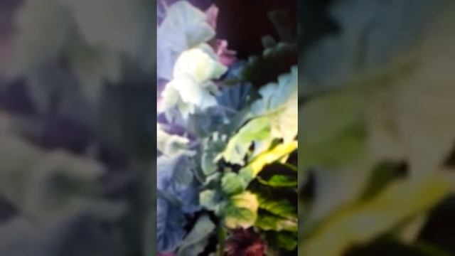 Gerbera Flowers:Learn how to grow and take care! смотреть онлайн