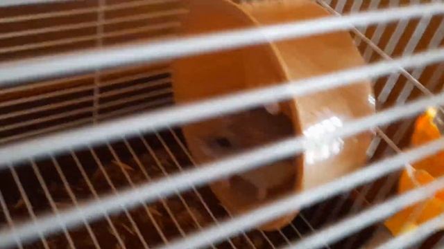 что нужно жизни хомяка? смотреть онлайн