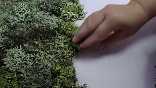 Панно из цетрарии