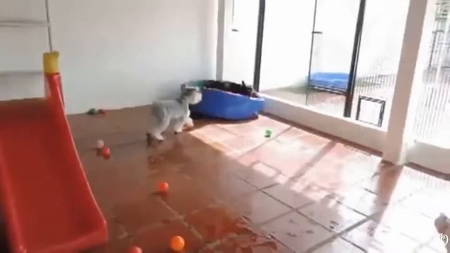 Смешное видео про собак,  Приколы с собаками.