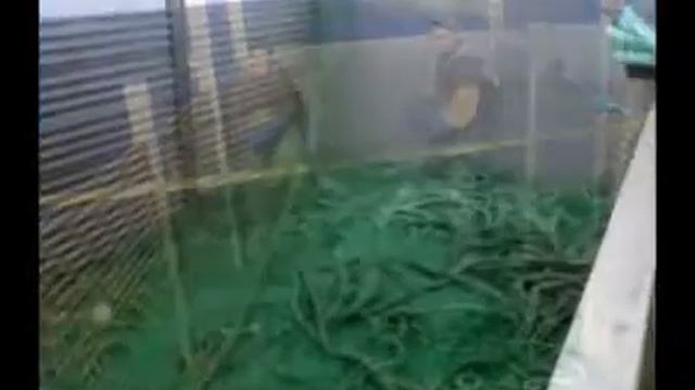 Fishing In Greenland Abigail Grace смотреть онлайн