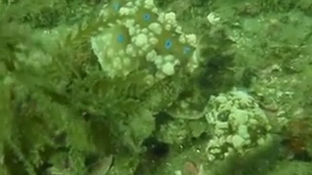 ミヤコウミウシ交尾中　ゴメーン(= =;)