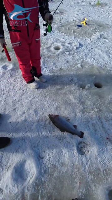 Гости из первой беседки сегодня показывают хорошие результаты. смотреть онлайн