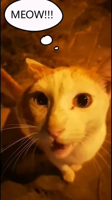 Hungry cats in Thailand screaming and meowing// Голодные коты в Тайланде орут и мяукают. смотреть онлайн