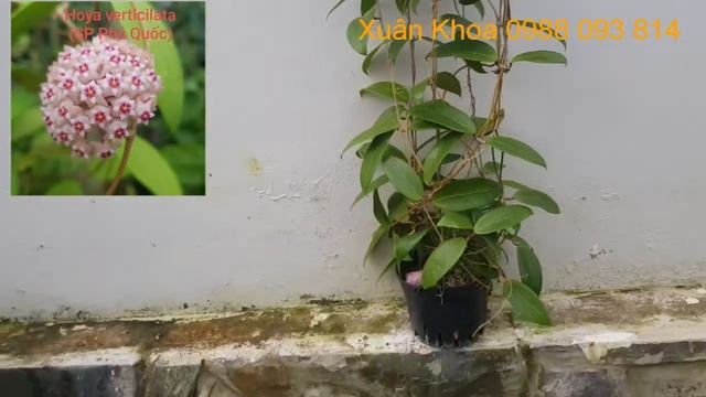 Hoya caudata sumatra ☘ cây đang nụ☘ và một số loại chậu to khác. смотреть онлайн