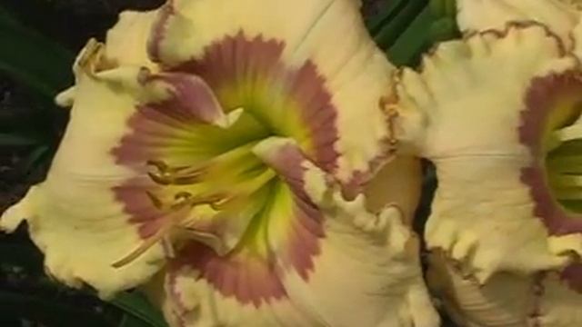 Лилейник daylily PAINTED EXPRESSIONS смотреть онлайн