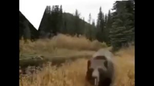 мем с медведем который подходит к камере и пердит