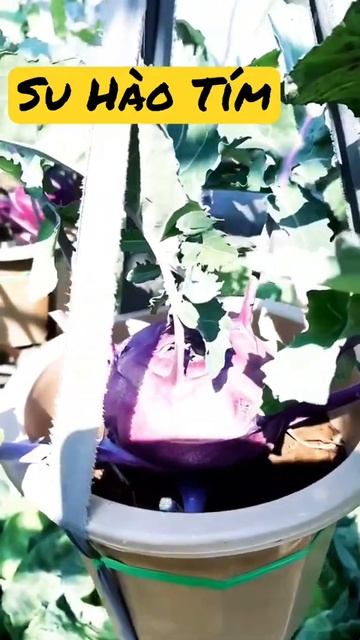 Su Hào Tím Trên Chậu Treo Tự Chế смотреть онлайн