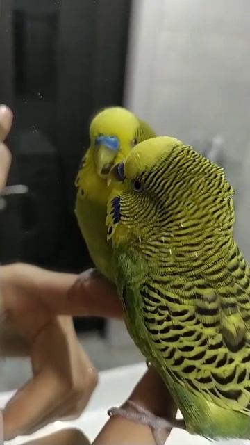 волнистый попугай Кеша выполняет команду