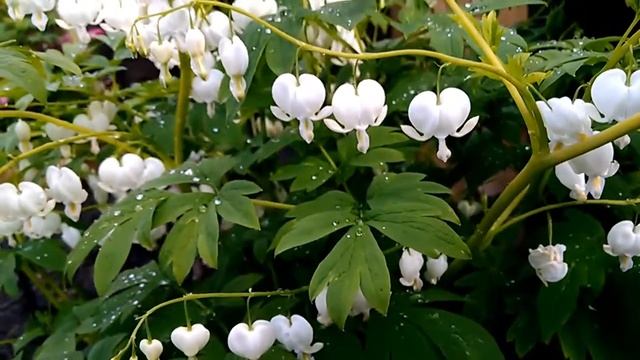 White Bleeding Heart - Lamprocapnus Spectabilis Alba смотреть онлайн