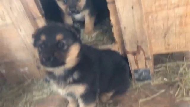 Малыши в ответственные руки!!!! Видео для Авито. смотреть онлайн