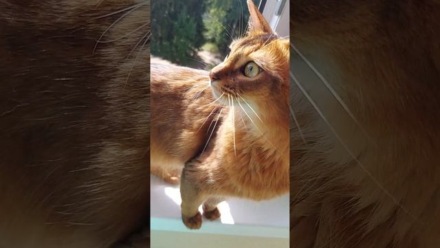 Готова прыгнуть с балкона, вслед за бабочкой. смотреть онлайн