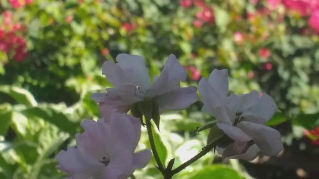 Desafio: As plantas e suas sensações 🌷💕 смотреть онлайн