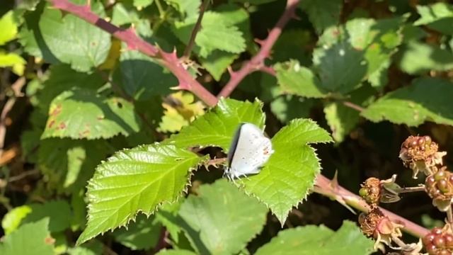 Cupido Argiades / Naranjitos Rabicorta / Short-tailed Blue
