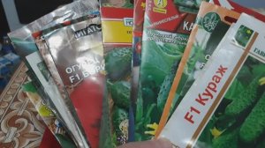 КАК СЕЯТЬ ОГУРЦЫ для теплиц и открытого грунта? Обзор сортов. #огурцы #семена #сорта #посевсемян