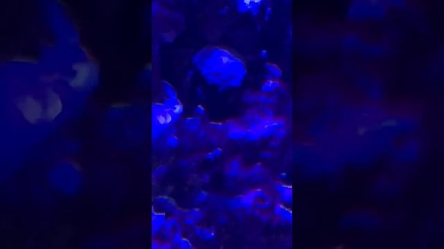 Waterbox reef aquarium soft coral dominant ai hydra