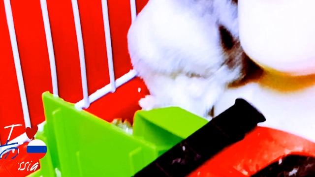 Хомяк строит жунгИЛИ смотреть онлайн