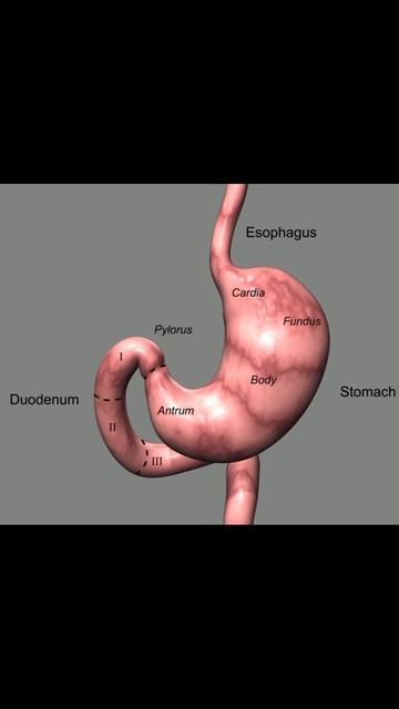 Anatomy Of Stomach . #stomach #anatomy #shorts