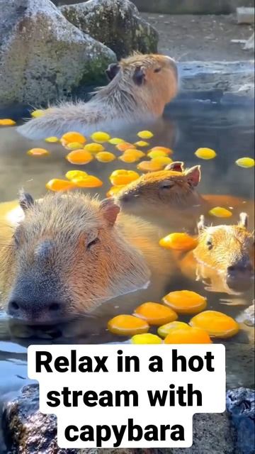 Relaxing Soothing Hot Bath With Capybara | Meditation 🧘♀️