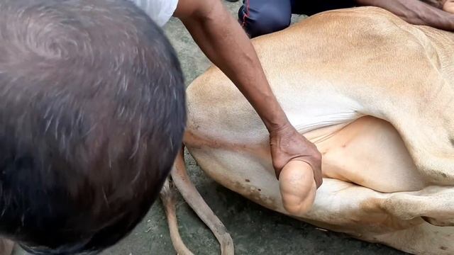 ষাঁড় থেকে বলদ।Cow Circumcision Bangladesh Traditional Way.