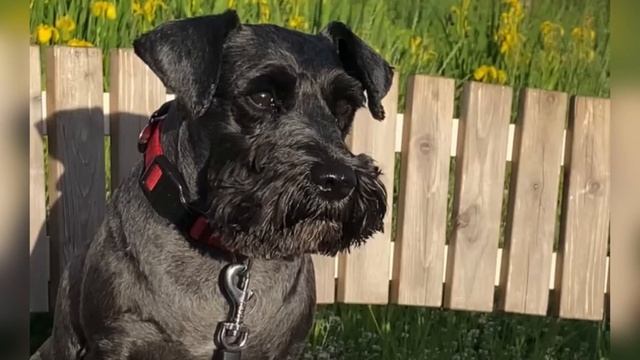 Собака порода Цвергшнауцер . Dog Zwergschnauzer