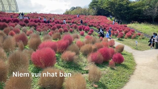 Kochia / The Kochia ( Bassia Scoparia )