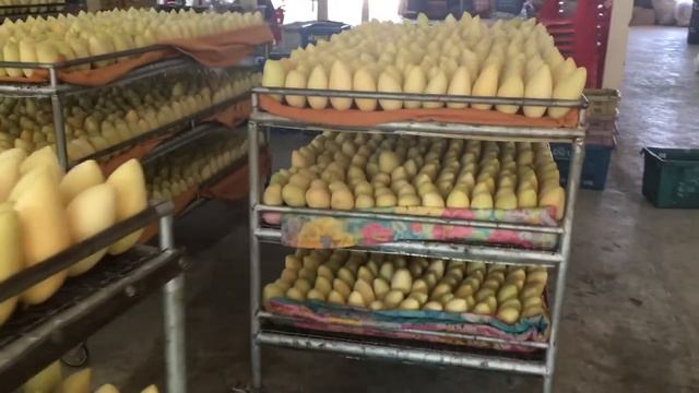 Golden Mango fresh from Thailand смотреть онлайн