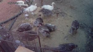 Индюшата и песок