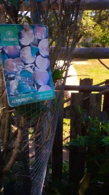 Can I save the greengage tree before Almaty the Alpaca Llama does the opposite of saving it? смотреть онлайн