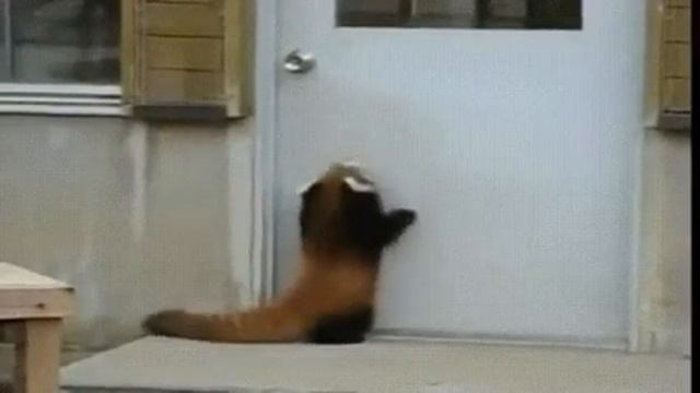 Енот-прыгун