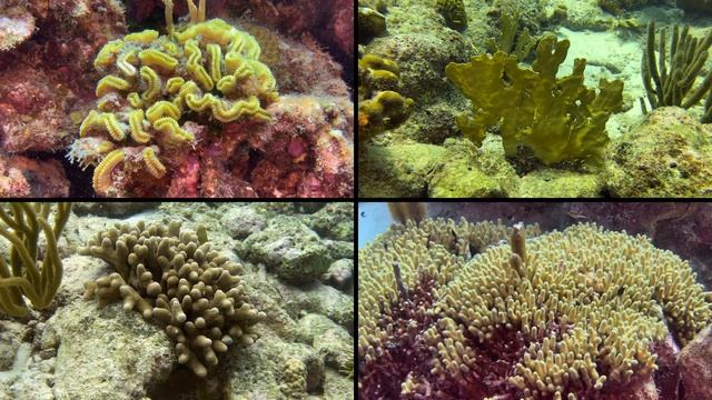 Diving Oil Slick Leap Bonaire | The Shore Dive Collection | TropicLens - 4K смотреть онлайн