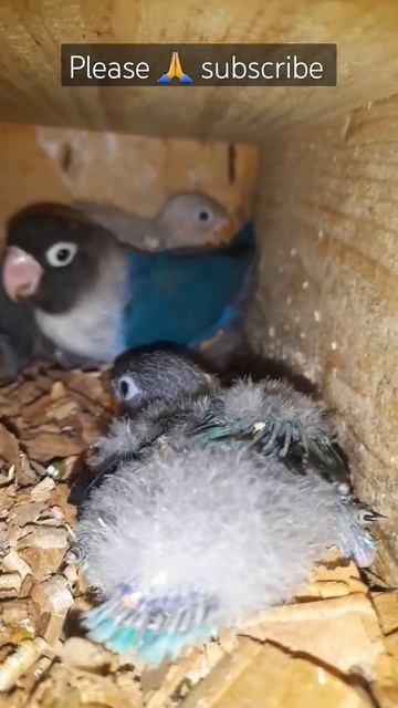 Adorable Moments: African Lovebird Mom Caring For Her Five Beautiful Chicks!
