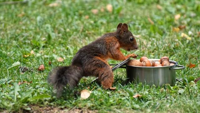 Welcome to My World - Hazelnuts #welcometomyworld #wtmw смотреть онлайн