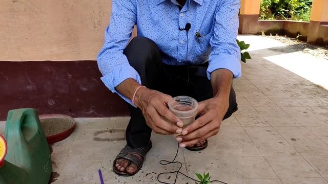 Fastest Methods of taking Cuttings of Crape Jasmine with Results смотреть онлайн
