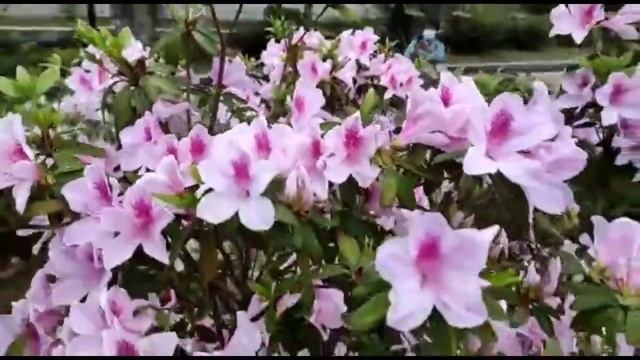 Beautiful Azalea/Saliyah Flowers || Bunga Saliyah/Azalea || Hongkong смотреть онлайн