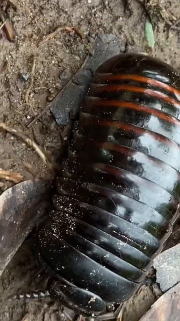 Millipede Part 18 #short смотреть онлайн