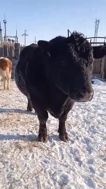Black Angus смотреть онлайн