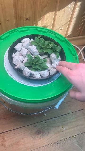 Собрал систему для выращивания пищевых цветов! Виолла зацвела! Бизнес дома! смотреть онлайн