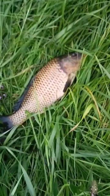 Карп в Орловской области после ливней