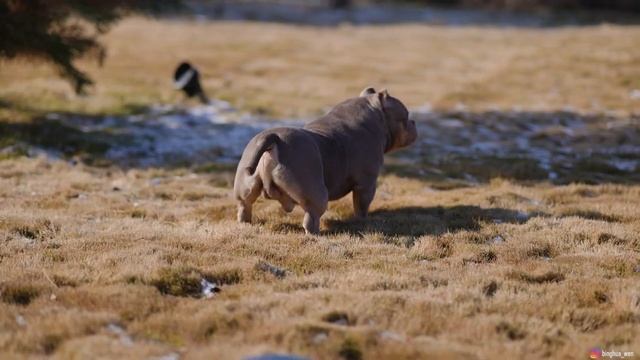 American Bully Dog from China！ смотреть онлайн