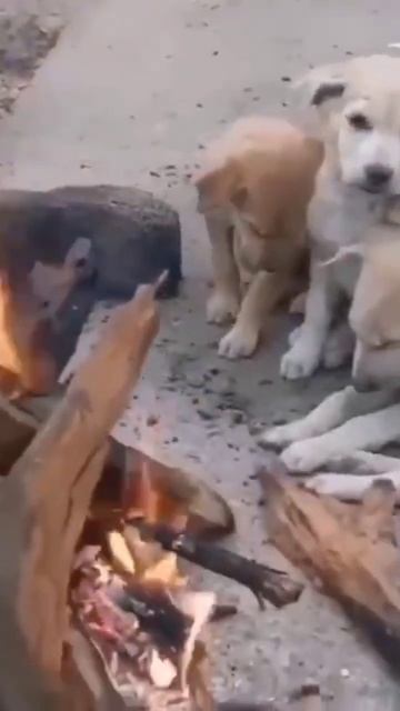 так хочется им жить! #врек #видео #любовь #shortvideo #животные #собака #милота #щенки #огонь смотреть онлайн