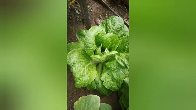Пекинская капуста. Какую сажать? смотреть онлайн