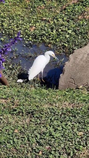 Хьюстонские белые ангелы смотреть онлайн