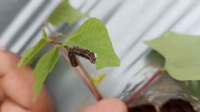 Spodoptera frugiperda (Fall armyworm) feeding on Dolichos bean смотреть онлайн