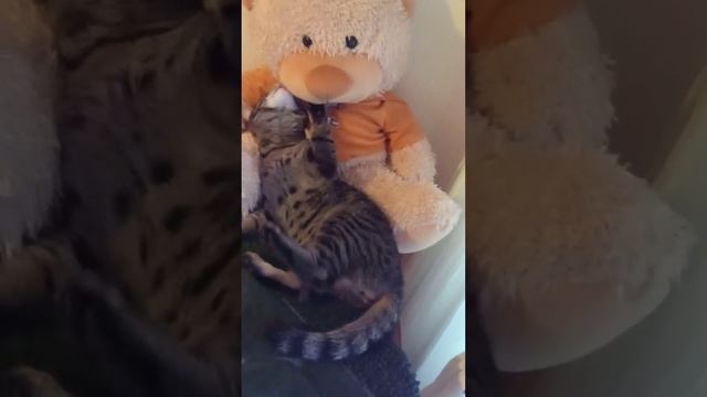 Котенок ребятенок в добрые ручки, Москва.