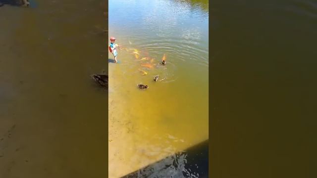 кто круче риби лили утки кто первий схватет эду смотреть онлайн