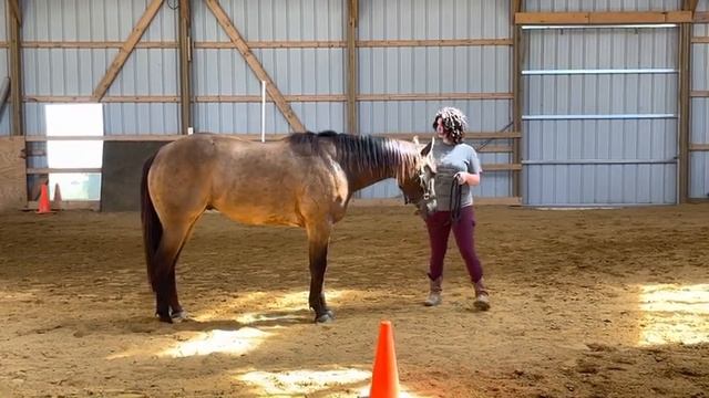 Kendall Floryance and Kage’n Celebrity Open Showmanship June смотреть онлайн