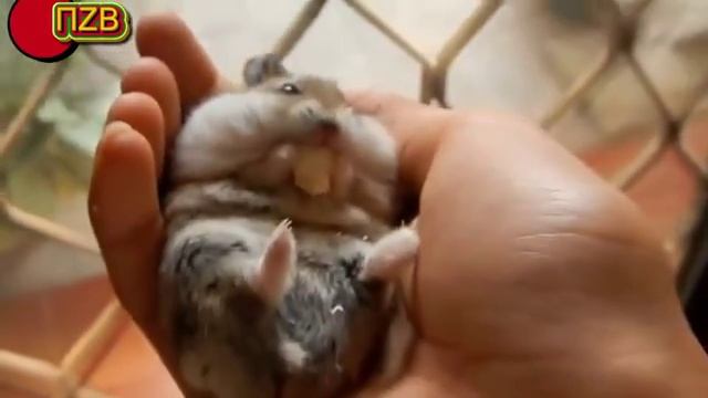 Funny Animals Compilation 2015 Забавные животные ! Приколы с животними смотреть онлайн
