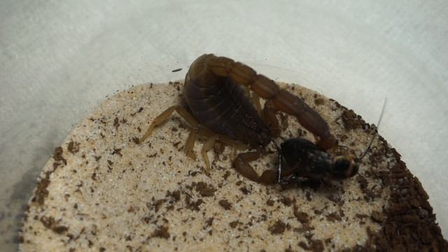 Hottentotta hottentotta смотреть онлайн